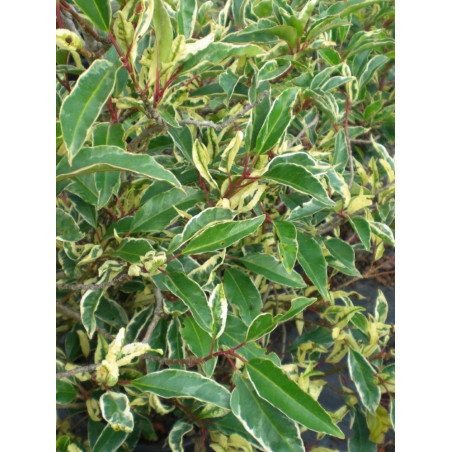 PRUNUS lusitanica VARIEGATA (Laurier du Portugal panaché)