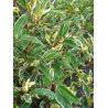 PRUNUS lusitanica VARIEGATA (Laurier du Portugal panaché)