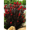 LAGERSTROEMIA BLACK SOLITAIRE BEST RED® (Lilas des Indes)