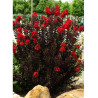 LAGERSTROEMIA BLACK SOLITAIRE BEST RED® (Lilas des Indes)