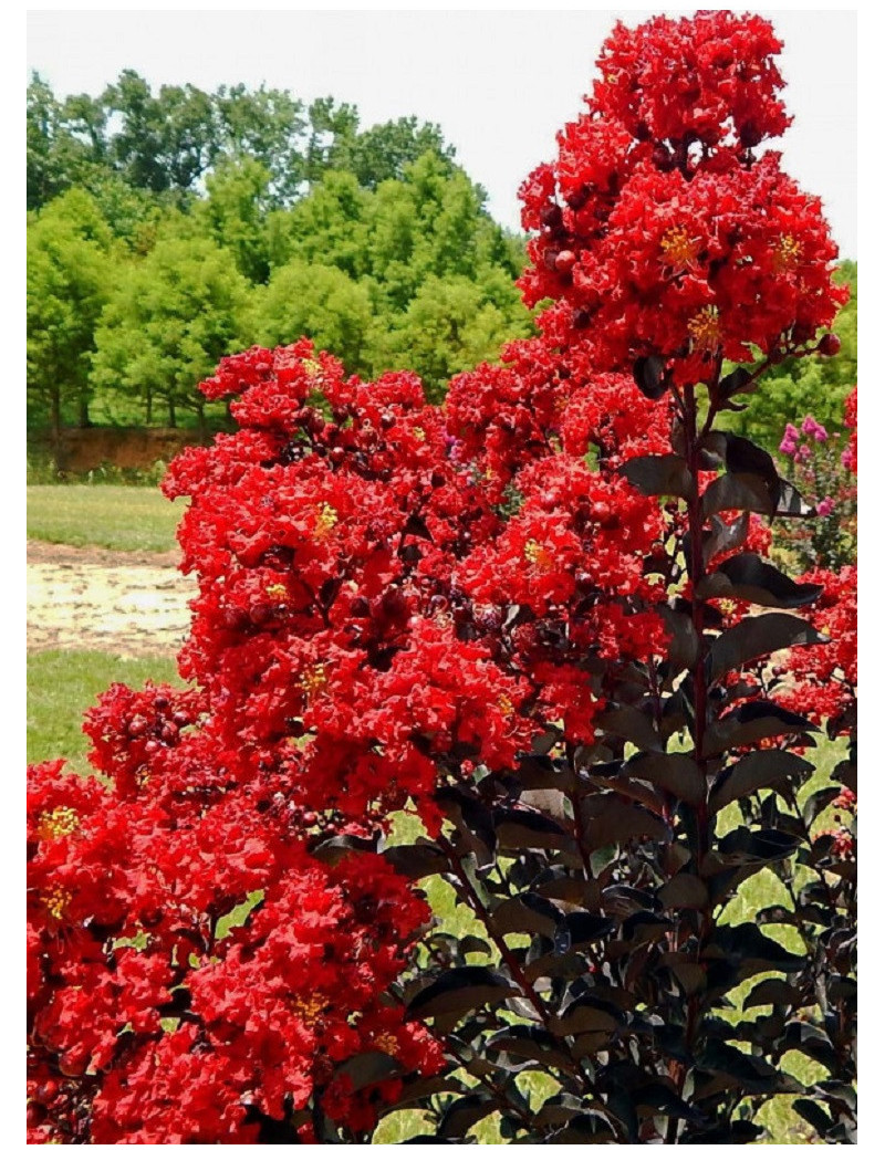 LAGERSTROEMIA BLACK SOLITAIRE BEST RED® (Lilas des Indes)