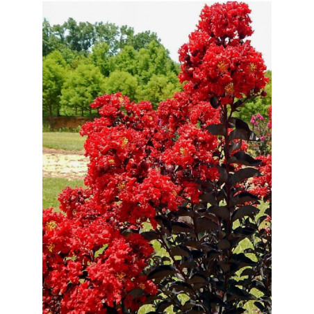 LAGERSTROEMIA BLACK SOLITAIRE BEST RED® (Lilas des Indes)