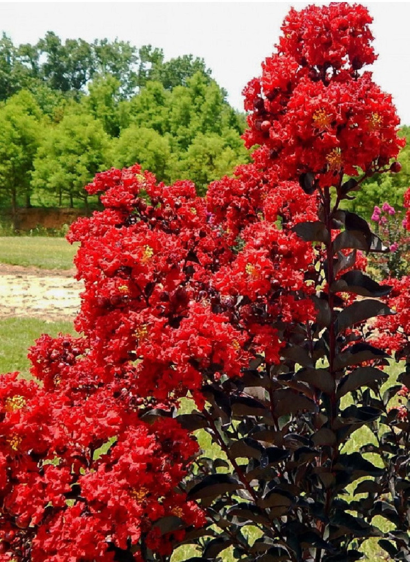 LAGERSTROEMIA BLACK SOLITAIRE BEST RED