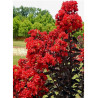 LAGERSTROEMIA BLACK SOLITAIRE BEST RED® (Lilas des Indes)