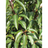 Topiaire (Plante taillée) - PRUNUS lusitanica (Laurier du Portugal)