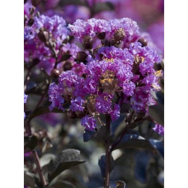 LAGERSTROEMIA BLACK SOLITAIRE LAVENDER LACE® (Lilas des Indes)