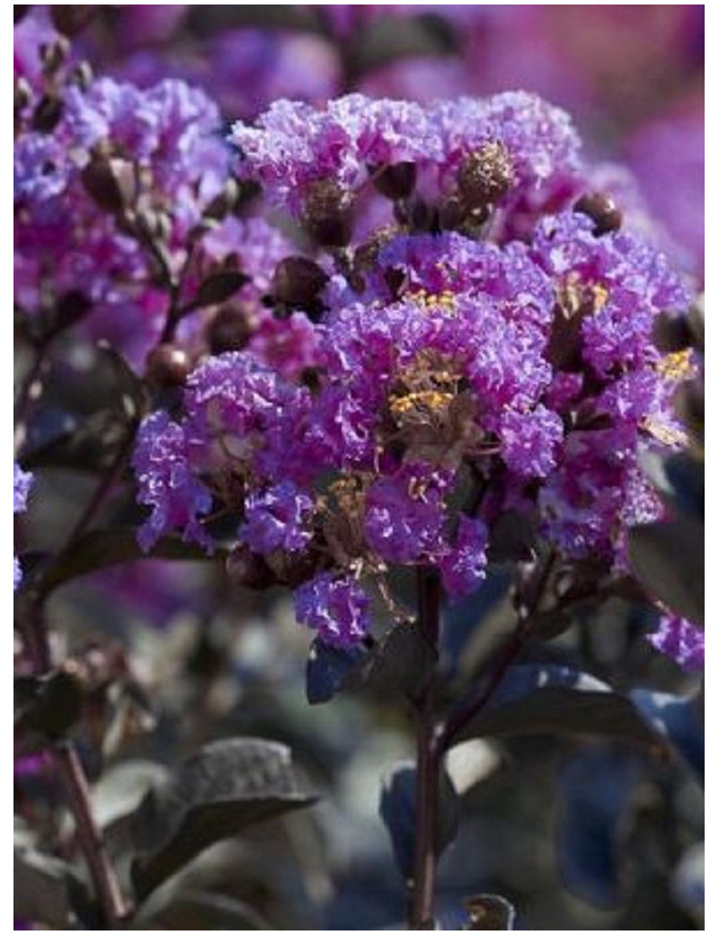 LAGERSTROEMIA BLACK SOLITAIRE LAVENDER LACE® (Lilas des Indes)