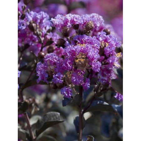 LAGERSTROEMIA BLACK SOLITAIRE LAVENDER LACE® (Lilas des Indes)