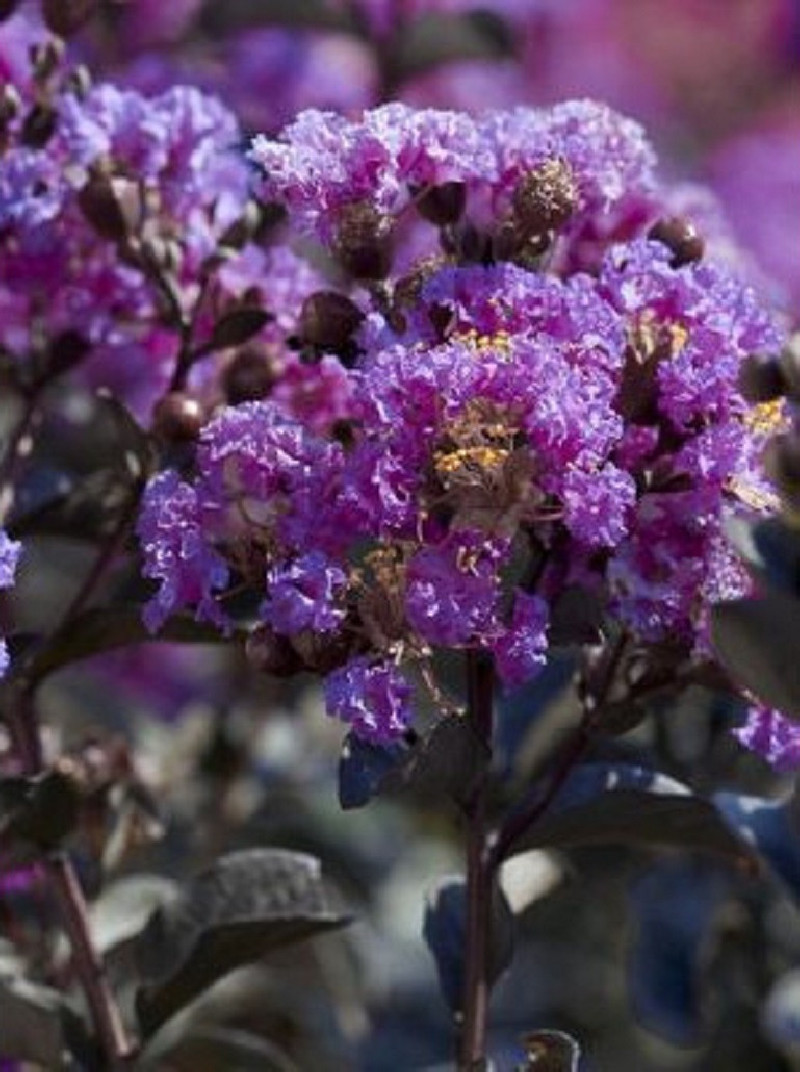 LAGERSTROEMIA BLACK SOLITAIRE LAVENDER LACE