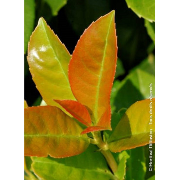 Topiaire (Plante taillée) - PRUNUS laurocerasus ETNA® (Laurier-cerise, Laurier-amande, Laurier palme)