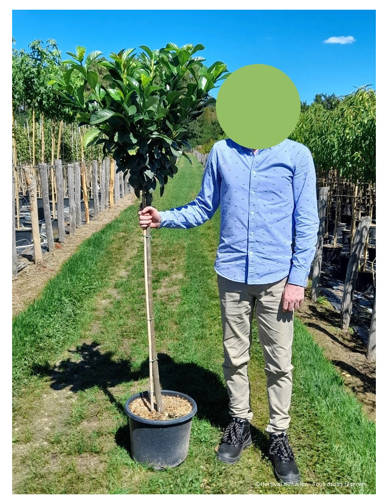 PRUNUS laurocerasus ETNA En pot forme tige hauteur du tronc 110-130 cm
