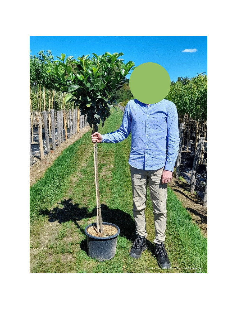 PRUNUS laurocerasus ETNA En pot forme tige hauteur du tronc 110-130 cm