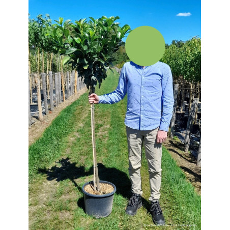 PRUNUS laurocerasus ETNA En pot forme tige hauteur du tronc 110-130 cm