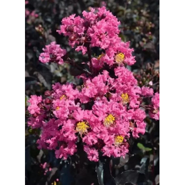 LAGERSTROEMIA BLACK SOLITAIRE SHELL PINK® (Lilas des Indes)
