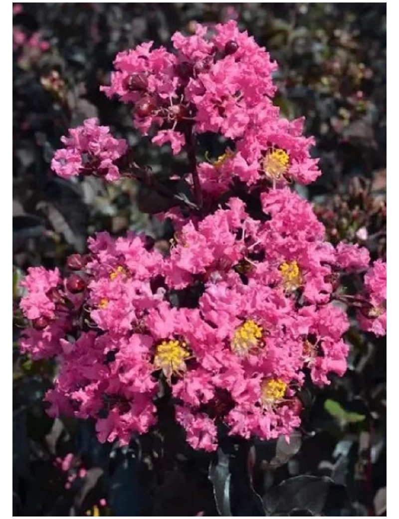 LAGERSTROEMIA BLACK SOLITAIRE SHELL PINK® (Lilas des Indes)