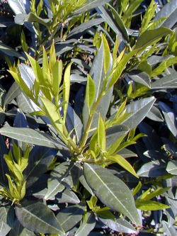 PRUNUS laurocerasus OTTO LUYKEN