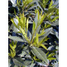 Topiaire (Plante taillée) - PRUNUS laurocerasus OTTO LUYKEN (Laurier-cerise, Laurier-amande, Laurier palme)