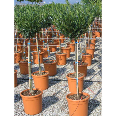 Topiaire (Plante taillée) - PRUNUS laurocerasus OTTO LUYKEN (Laurier-cerise, Laurier-amande, Laurier palme)