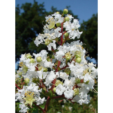 LAGERSTROEMIA BLANC (Lilas des Indes)