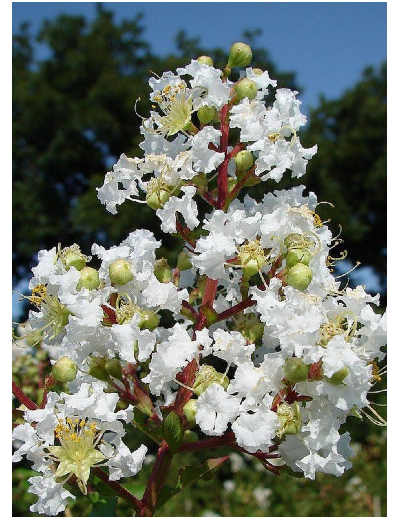 LAGERSTROEMIA BLANC (Lilas des Indes)