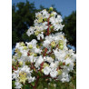 LAGERSTROEMIA BLANC (Lilas des Indes)