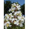 LAGERSTROEMIA BLANC (Lilas des Indes)