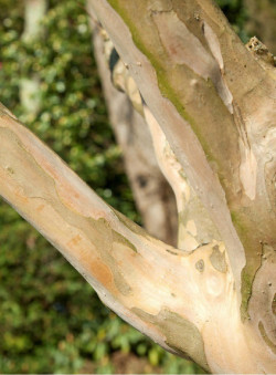LAGERSTROEMIA BLANC