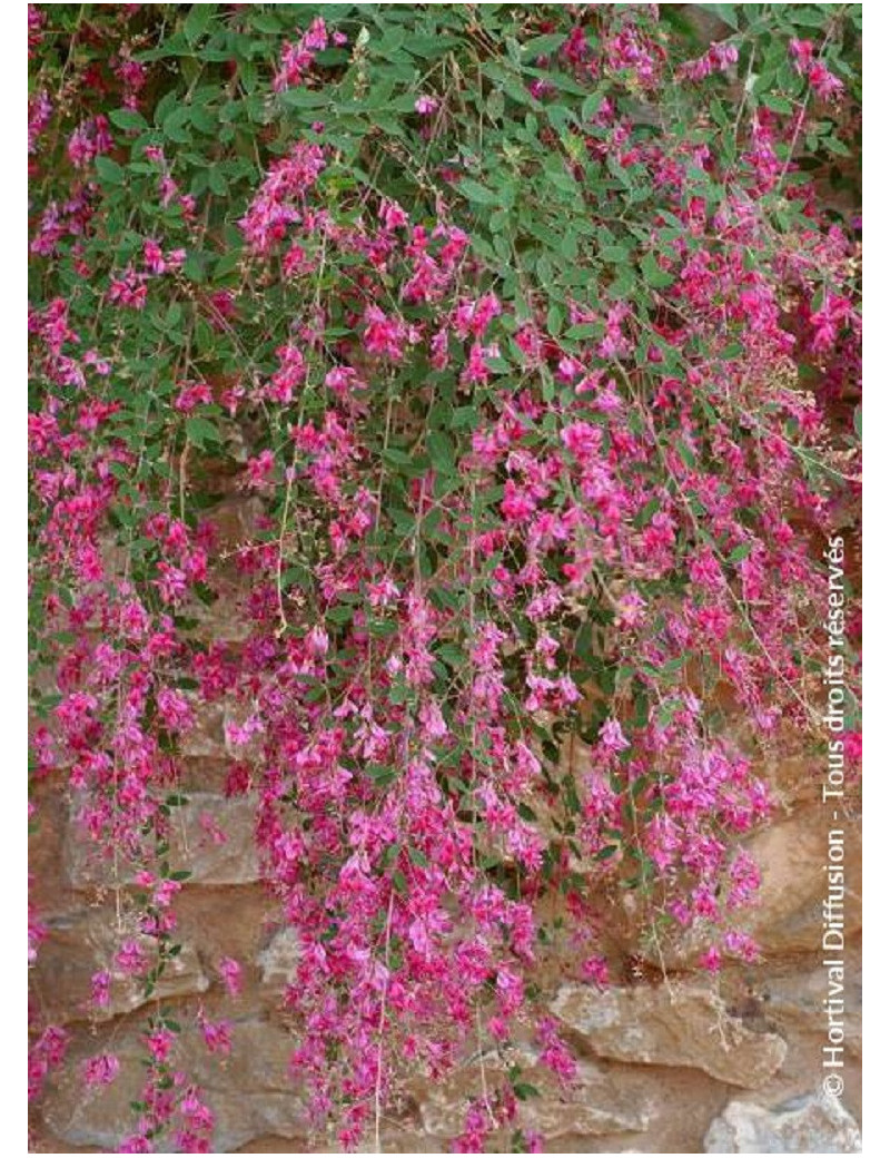 LESPEDEZA thunbergii (Lespédèze)