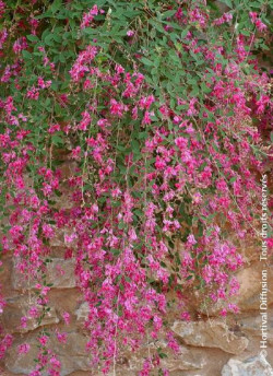 LESPEDEZA thunbergii