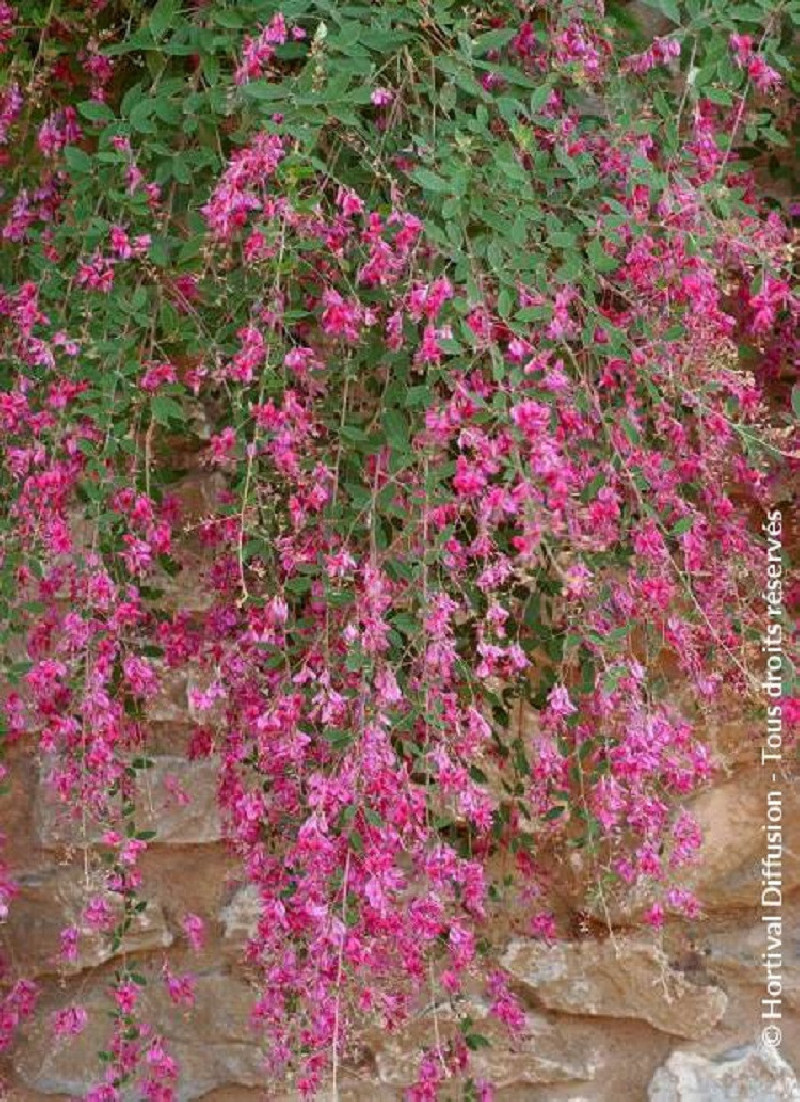 LESPEDEZA thunbergii