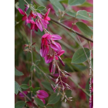 LESPEDEZA thunbergii (Lespédèze)