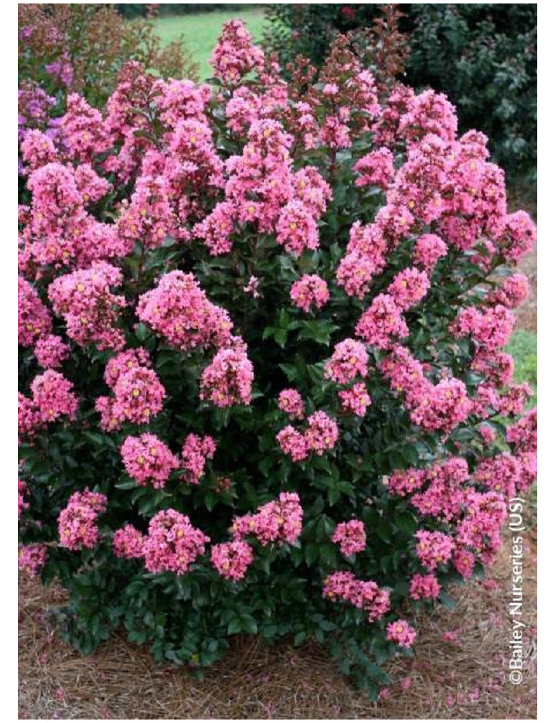 LAGERSTROEMIA CORAL MAGIC® (Lilas des Indes)