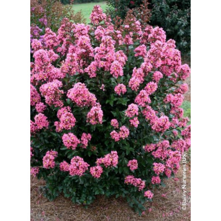 LAGERSTROEMIA CORAL MAGIC® (Lilas des Indes)