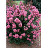 LAGERSTROEMIA CORAL MAGIC® (Lilas des Indes)