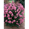 LAGERSTROEMIA CORAL MAGIC® (Lilas des Indes)