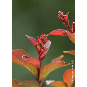 LAGERSTROEMIA CORAL MAGIC® (Lilas des Indes)