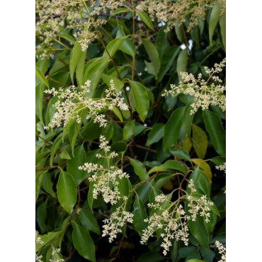 LIGUSTRUM japonicum (Troène du Japon)