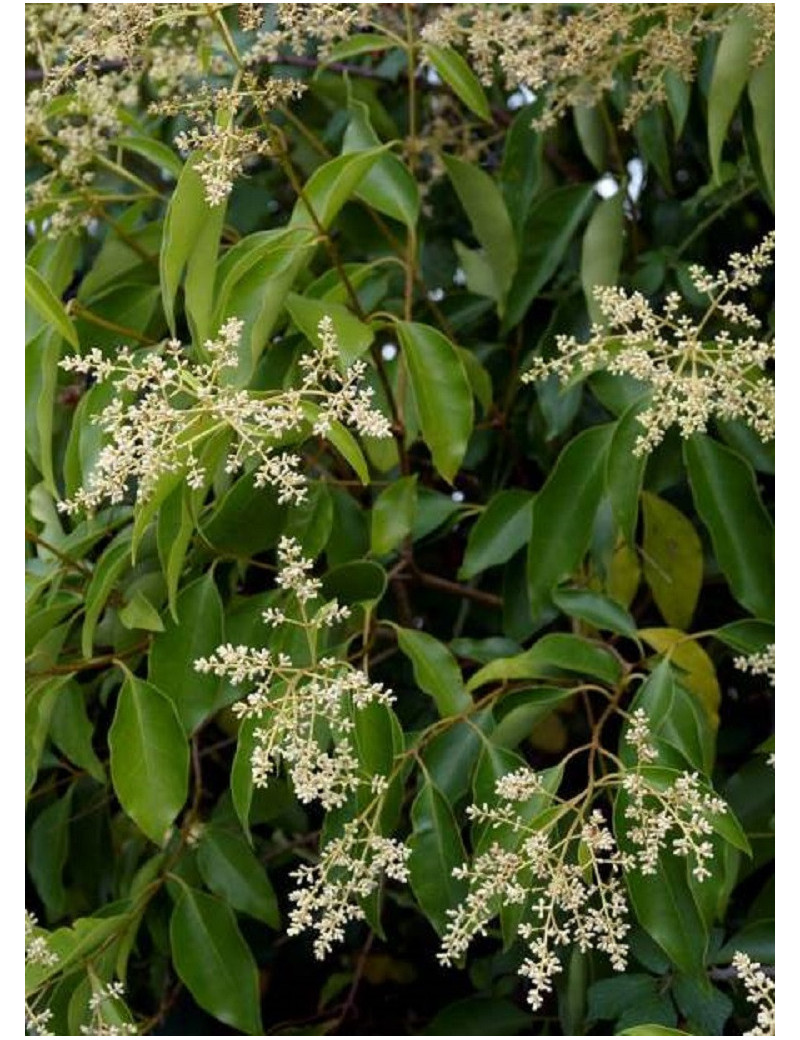 LIGUSTRUM japonicum (Troène du Japon)