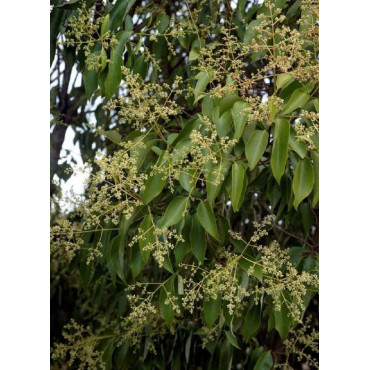 LIGUSTRUM japonicum (Troène du Japon)