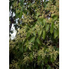 LIGUSTRUM japonicum (Troène du Japon)