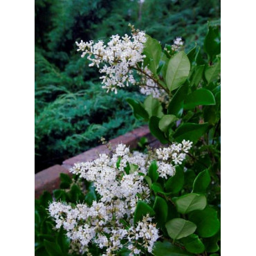 LIGUSTRUM japonicum TEXANUM (Troène du Texas)
