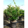 LIGUSTRUM japonicum TEXANUM (Troène du Texas)