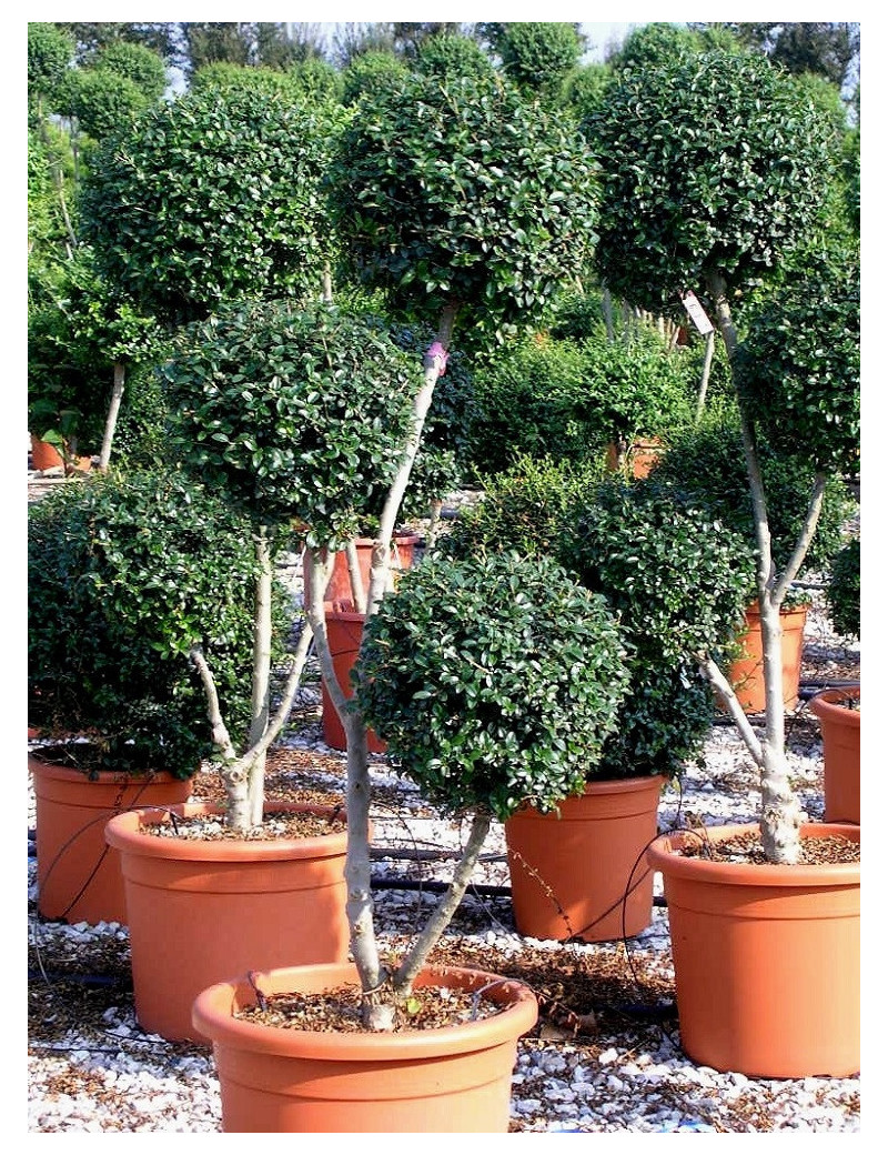 Topiaire (Plante taillée) - LIGUSTRUM delavayanum (Troène du Yunnan ou Troène à petites feuilles)