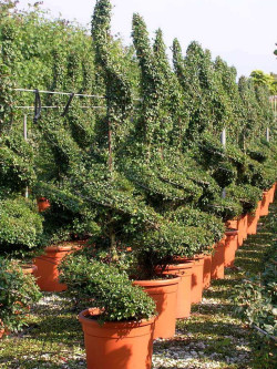 LIGUSTRUM delavayanum En pot forme spirale