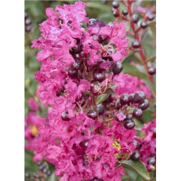 LAGERSTROEMIA ENDURING® PINK (Lilas des Indes)