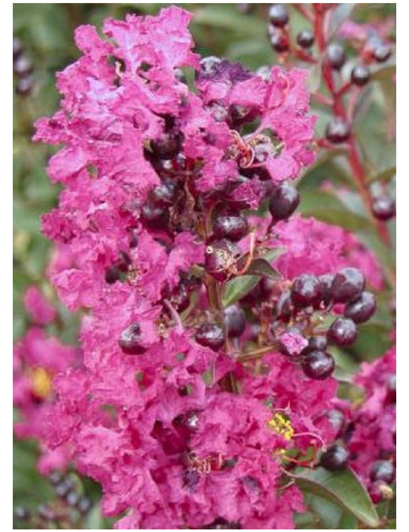 LAGERSTROEMIA ENDURING® PINK (Lilas des Indes)