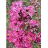 LAGERSTROEMIA ENDURING® PINK (Lilas des Indes)