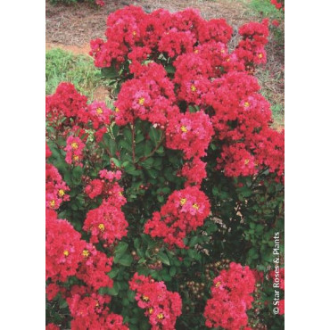 LAGERSTROEMIA ENDURING® RED (Lilas des Indes)