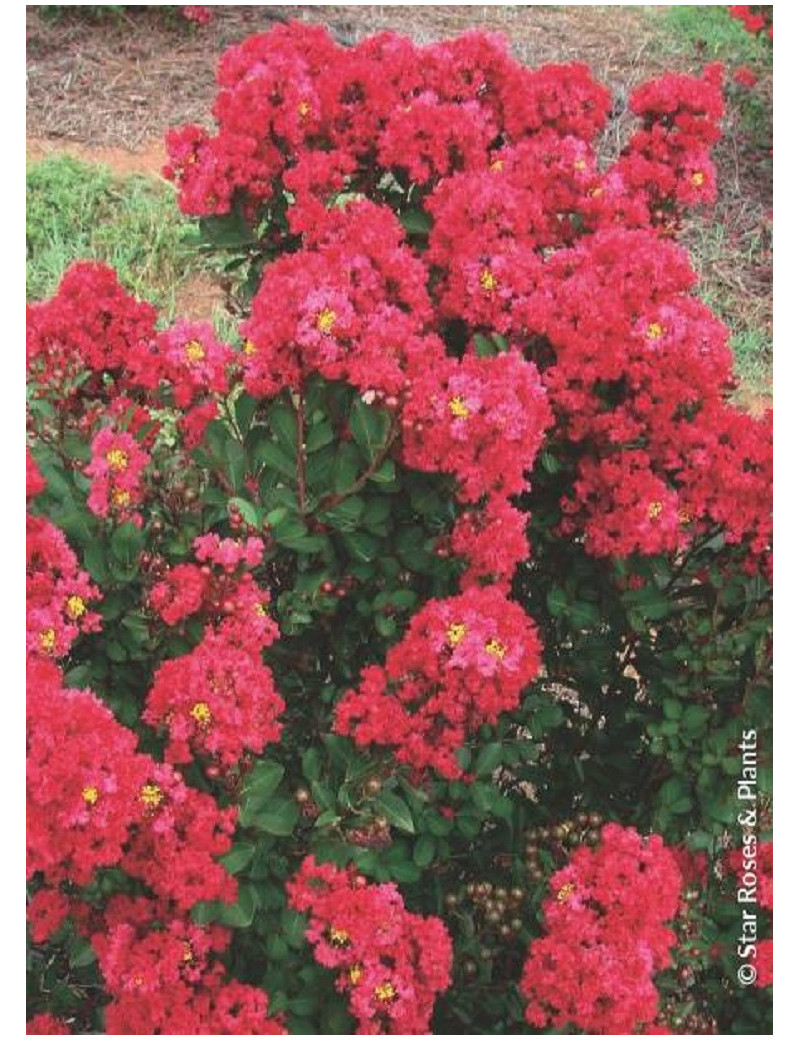 LAGERSTROEMIA ENDURING® RED (Lilas des Indes)