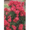 LAGERSTROEMIA ENDURING® RED (Lilas des Indes)